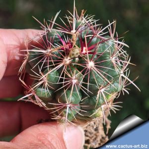 Thelocactus bicolor v. pottsii GM1933  El Cairo, 1510 m, Chihuahua,  Mexico