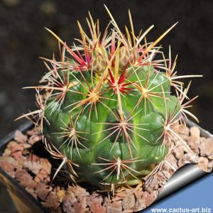Thelocactus bicolor v. pottsii GM1933  El Cairo, 1510 m, Chihuahua,  Mexico
