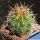 Thelocactus bicolor v. pottsii GM1933 El Cairo, 1510 m, Chihuahua, Mexico