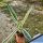 Agave americana cv. TRICOLOR (marginata striata)