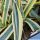Agave americana cv. TRICOLOR (marginata striata)