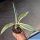 Agave americana cv. TRICOLOR (marginata striata)