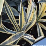 Agave americana cv. TRICOLOR (marginata striata)