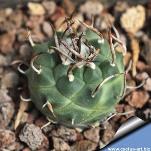 Turbinicarpus schmiedickeanus ssp. schwarzii Guadalcazar, Mexico