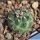 Turbinicarpus schmiedickeanus ssp. schwarzii Guadalcazar, Mexico