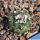 Turbinicarpus schmiedickeanus ssp. schwarzii Guadalcazar, Mexico