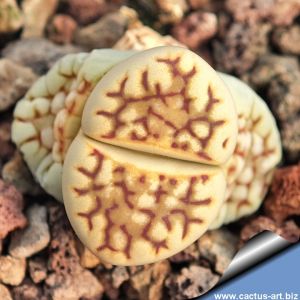 Lithops julii C064 Near Karasburg, Namibia