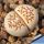 Lithops julii C064 Near Karasburg, Namibia