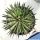 Agave leopoldii cv. HAMMER TIME (variegata aureo marginata)