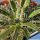 Agave leopoldii cv. HAMMER TIME (variegata aureo marginata)