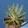 Agave leopoldii cv. HAMMER TIME (variegata aureo marginata)