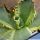 Agave titanota FO-076 forma marginata-variegata.