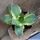 Agave titanota FO-076 forma marginata-variegata.