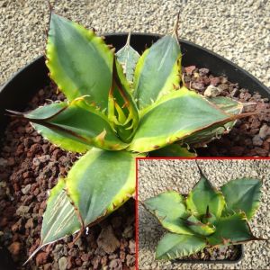 Agave titanota FO-076 forma marginata-variegata.