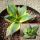 Agave titanota FO-076 forma marginata-variegata.
