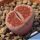 Lithops karasmontana cv. AXEL'S ROSE