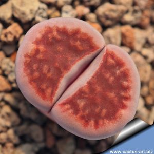 Lithops karasmontana cv. AXEL'S ROSE