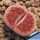 Lithops karasmontana cv. AXEL'S ROSE