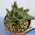 Faucaria tigrina Dead man's gulch, South Africa (MG1504.1)
