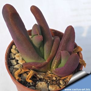 Glottiphyllum nelii Teasdale (1522.08)