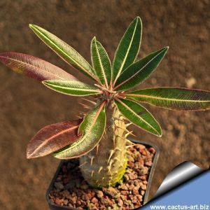 Agave americana cv. TRICOLOR (marginata striata)