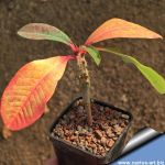 Euphorbia viguieri (Madagascar)