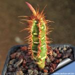 Euphorbia neohumberti (Madagascar)