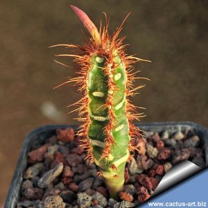 Euphorbia neohumberti (Madagascar)