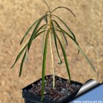 Euphorbia hedyotoides (Madagascar)