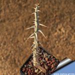 Euphorbia retrospina (Madagascar)