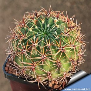 Weingartia trollii LH542 Arani, Bolivia