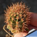 Jasminocereus thouarsii (grafted)