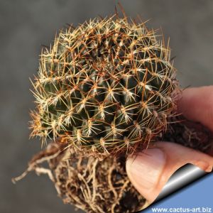 Sulcorebutia kamiensis PHA730 Kami, Cochabamba, Bolivia