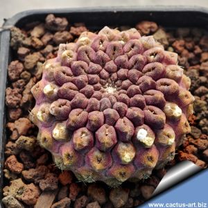 Eriosyce occulta x odieri