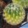 Thelocactus saussieri f. variegata