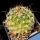 Thelocactus saussieri f. variegata