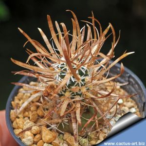 Toumeya papyracantha FH086 Holbrook, Arizona, USA, 1700m