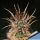 Toumeya papyracantha FH086 Holbrook, Arizona, USA, 1700m