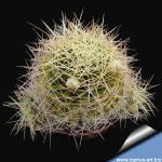 Mammillaria camptotricha f. albescens (white spines)