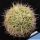 Mammillaria camptotricha f. albescens (white spines)