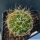 Mammillaria camptotricha f. albescens (white spines)