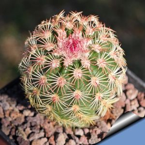 Echinocereus pectinatus Hidalgo del Parral - Rodeo, Chihuahua, Mexixo