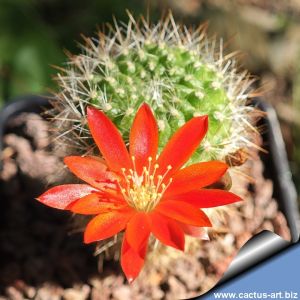 Rebutia fiebrigii JO584 North of Tarija, Tarija, Bolivia 2478m