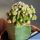 Echinofossulocactus albatus forma mostruosa (grafted)
