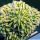 Echinofossulocactus albatus forma mostruosa (grafted)