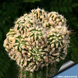Echinofossulocactus albatus forma mostruosa (grafted)