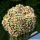 Echinofossulocactus albatus forma mostruosa (grafted)