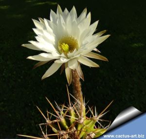 Echinopsis chacoana Chaco, Paraguay
