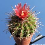 Parodia maassii