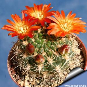 Weingarthia trollii
